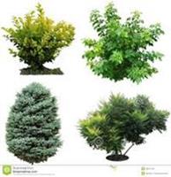 Bomen en planten