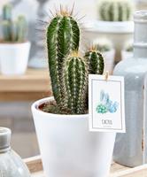 cactussen