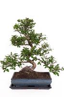 bonsai boompjes