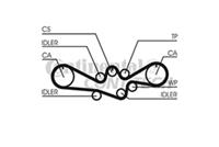 continentalctam Zahnriemen | CONTINENTAL CTAM (CT1050)
