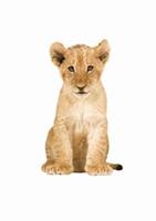 Safari Friends Lion Cub XL muursticker