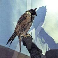 Matador You're Nothing - Iceage