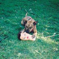 Epitaph Cody - Joyce Manor