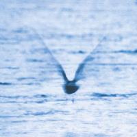 We Release Jazz Mellow Dream - Ryo Fukui