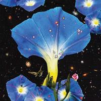 Thrill Jockey Nighttime Birds And Morning Stars - Sarah Louise