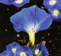 Thrill Jockey Nighttime Birds And Morning Stars - Sarah Louise