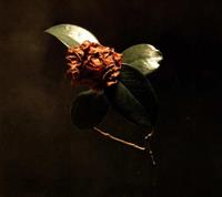 Records, Llc Young Sick Camellia - St. Paul & The Broken Bones