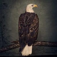 Groove Attack Book Of Bad Decisions - Clutch