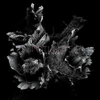 Ipecac Love & Decay - Spotlights