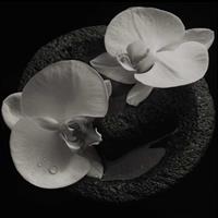 Ipecac Corpse Flower - Patton & Vannier