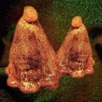 Thrill Jockey Oocyte Oil & Stolen Androgens - Black To Comm