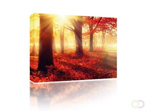 Sound Art Canvas + Bluetooth Speaker Forest In Autumn Sun