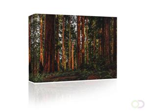 Sound Art Canvas + Bluetooth Speaker Trees In The Forest