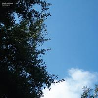 Carpark Turning On -10th Anniversary- - Cloud Nothings