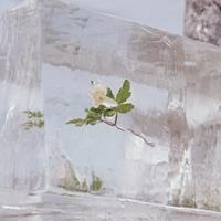 City Slang Windflowers - Efterklang