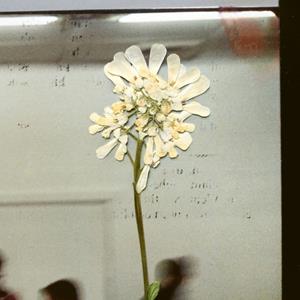 4ad Stereo Mind Game - Daughter