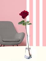 Rote Rose inklusive Glasvase | Rosenstrauß online bestellen | Rosenversand Surprose.de
