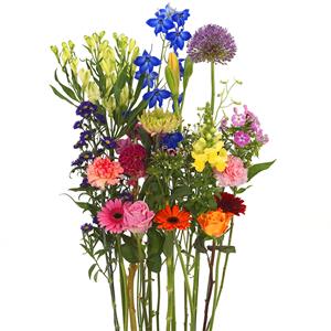 Boeketcadeau Bonte pluk bloemen om zelf te schikken