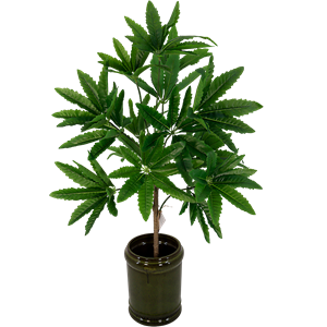 Boeketcadeau Zijdeplant Fatsia