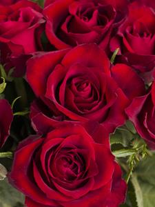 Surprose Rode rozen - Kies je aantal (EverRed) - 10 t/m 99 rozen