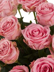 Surprose Roze rozen XXL - Kies je aantal (Sophia Loren) - 10 t/m 99 rozen