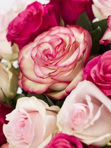 Surprose Rozenmix van 30 roze rozen