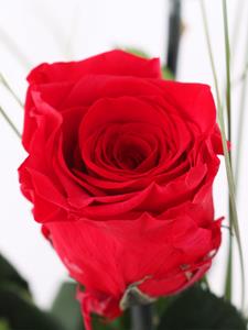Surprose Drie rode long life rozen inclusief vaasje