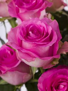 Surprose 20 roze rozen - Revival