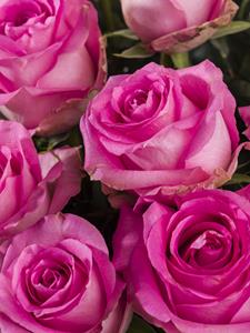 Surprose 30 roze rozen - Revival