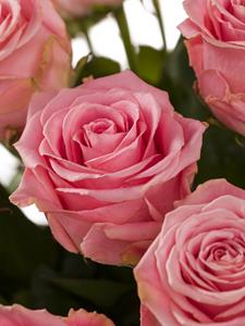 Surprose 30 roze rozen XXL - Sophia Loren