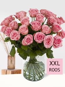 Surprose 30 roze rozen XXL - Sophia Loren