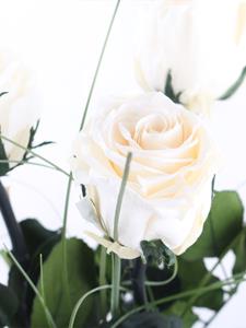 Surprose Drie crèmekleurige long life rozen inclusief vaasje