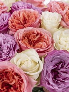 Surprose Mix boeket paars-roze-wit | Rozen uit Ecuador