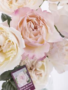 Surprose 10 roze David Austin rozen