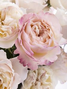 Surprose 20 roze David Austin rozen