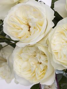 Surprose 10 witte David Austin rozen