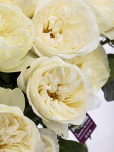 Surprose 20 witte David Austin rozen