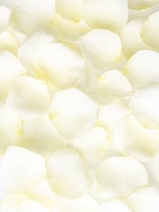 Surprose Witte rozenblaadjes