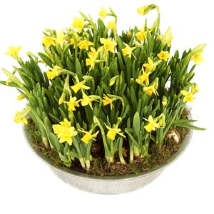Boeketcadeau Paas narcissen bestellen