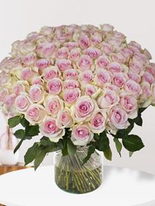 Surprose 100 zachtroze rozen - Sweet Revival