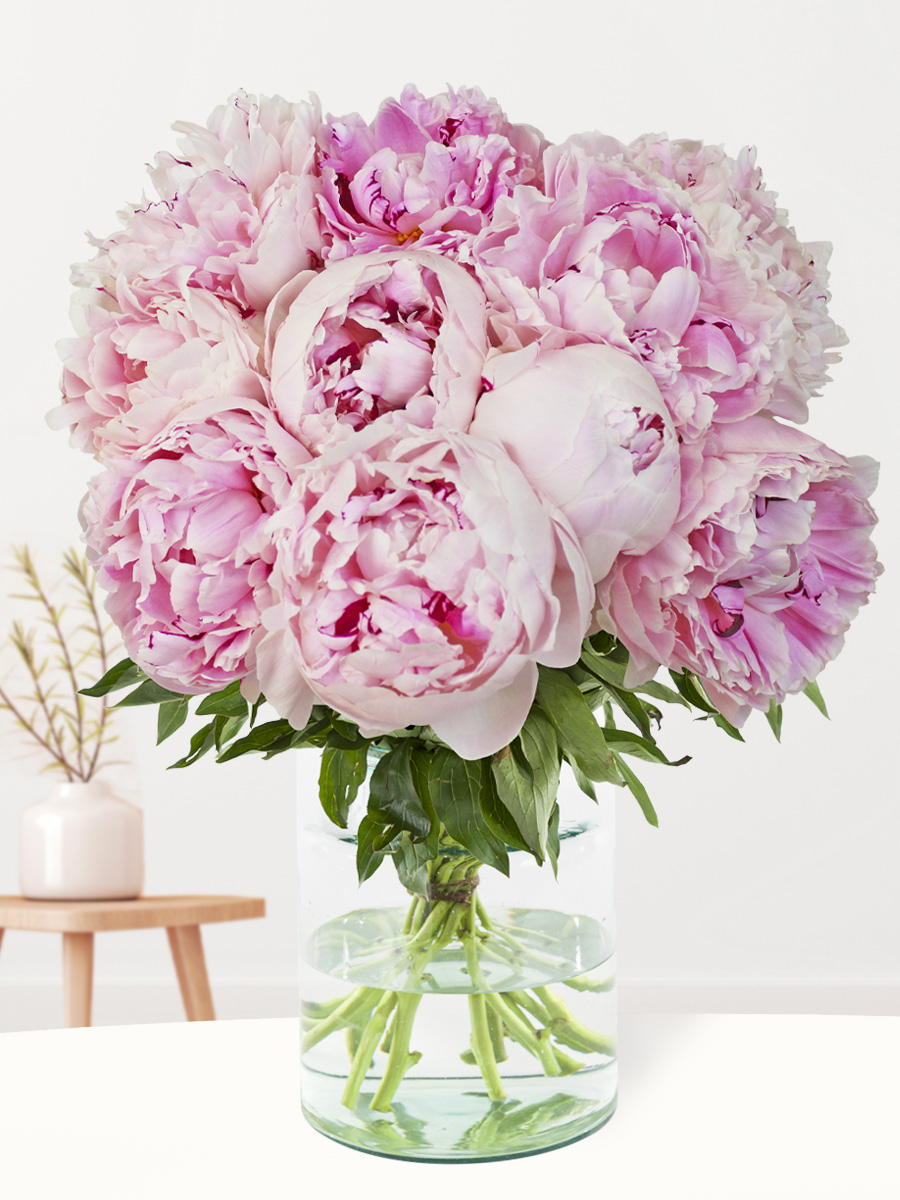 Surprose 10 zachtroze pioenrozen - Sarah Bernhardt