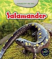   Salamander