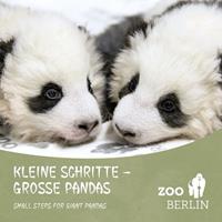 zooberlin Kleine Schritte - Große Pandas