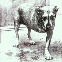 Columbia Alice In Chains - Alice In Chains