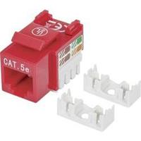 Intellinet CAT5E modulaire-bus, UTP