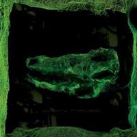 Paw Tracks Down There - Avey Tare