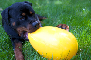 Jolly pets Egg speeltje 20 cm - Paars