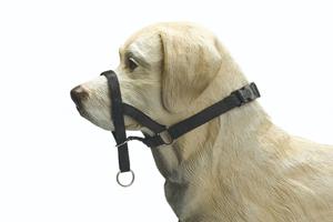 Beeztees Dog Control - Correctiehalsband - Zwart - XS - 20 cm