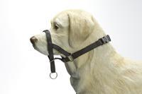 IPTS Dog control Nylon Zwart