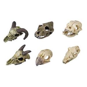 Aqua D'ella Skull mini per stuk